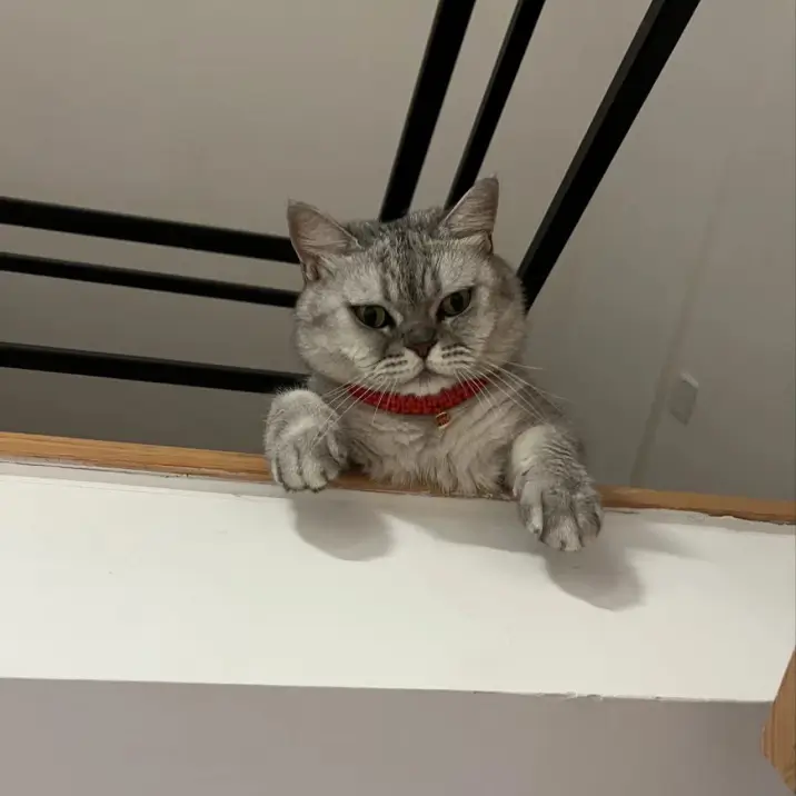Kyle 的宠物名叫 Leo