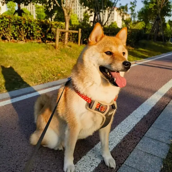 Yi 的宠物名叫 Five