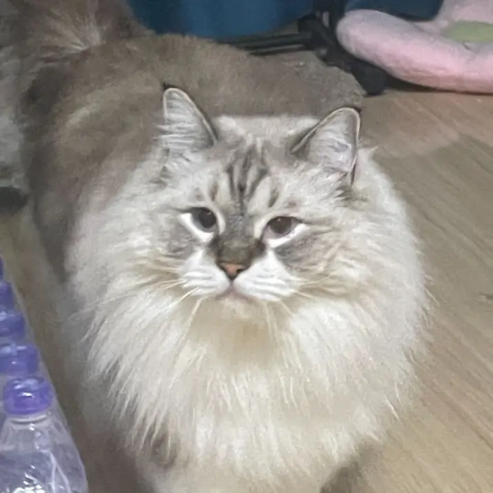 Belle 的宠物名叫 Maomao